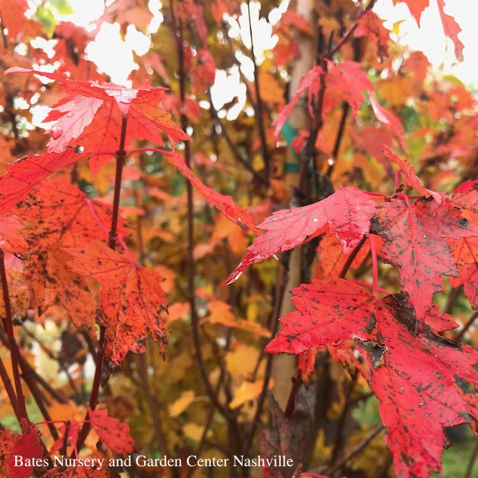#7 Acer Rub Sun Valley/ Fruitless Red Maple Native (TN) 1 #7 Acer Rub Sun Valley/ Fruitless Red Maple Native (TN)