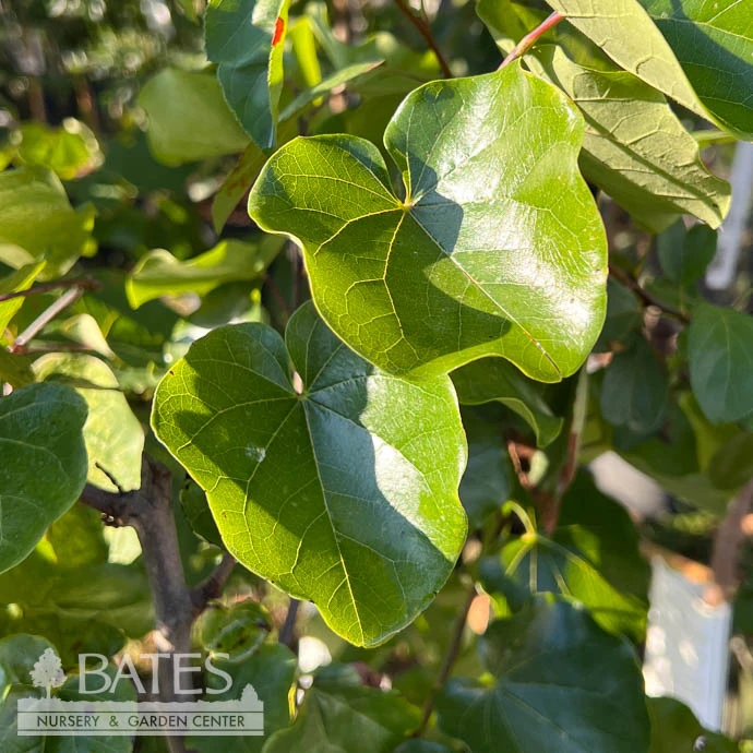 #7 Cercis Can Luscious Lavender/ Purple Redbud Native (TN) 1 #7 Cercis Can Luscious Lavender/ Purple Redbud Native (TN)