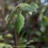 #7 CLUMP Betula Nigra/ River Birch Native (TN)
