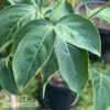 #7 Cornus Florida X Kousa Constellation/ White Flowering Dogwood