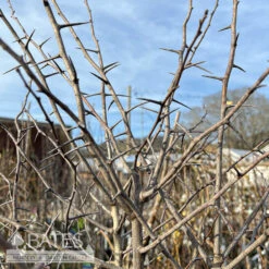 #7 Crataegus Phaenopyrum/ Washington Hawthorn Native (TN)