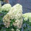 #7 Hydrangea Pan PW Little Lime/ Panicle White
