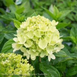#7 Hydrangea Pan PW Little Lime/ Panicle White -Cheap Sapling Pulse Store 7 hydrangea pan pw little lime panicle white 2