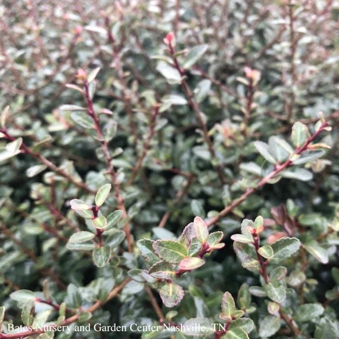 #7 Ilex Vom Schillings Dwarf/ Yaupon Holly (male) Native (TN) 1 #7 Ilex Vom Schillings Dwarf/ Yaupon Holly (male) Native (TN)