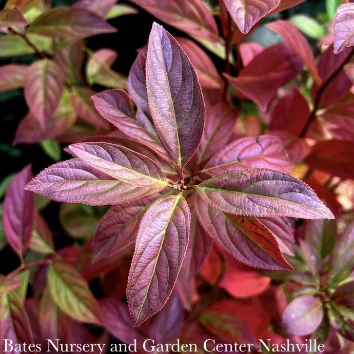 #7 Itea Virginica AB Fountains Of Rouge/ Virginia Sweetspire Native (TN) 2 #7 Itea Virginica AB Fountains Of Rouge/ Virginia Sweetspire Native (TN) - Image 2