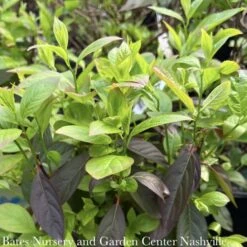 #7 Itea Virginica AB Fountains Of Rouge/ Virginia Sweetspire Native (TN) 5 #7 Itea Virginica AB Fountains Of Rouge/ Virginia Sweetspire Native (TN) -Cheap Sapling Pulse Store 7 itea virginica ab fountains of rouge virginia sw 2