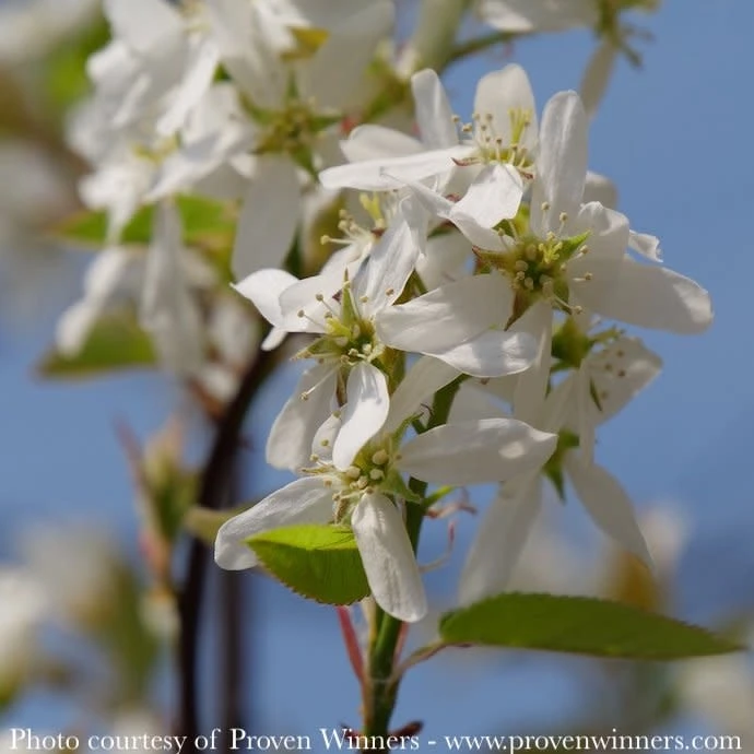 #7 SINGLE Amelanchier Can PW Spring Glory/ Shadblow Serviceberry Tree Form Native (TN) 1 #7 SINGLE Amelanchier Can PW Spring Glory/ Shadblow Serviceberry Tree Form Native (TN)