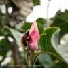 #7SINGLE Magnolia X Soul Black Tulip/ Deciduous Dark Purple-pink Saucer