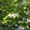 #7 Styrax Japonicus/ Japanese Snowbell