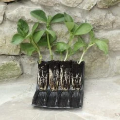 Deep Rootrainers For Seeding 32cells /5" Deep Re-useable -Cheap Sapling Pulse Store deep rootrainers for seeding 32cells 5 deep re use 3