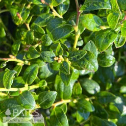 Edible #2 Vaccinium Cory Bountiful BABY/ Northern Highbush Blueberry Native (TN)