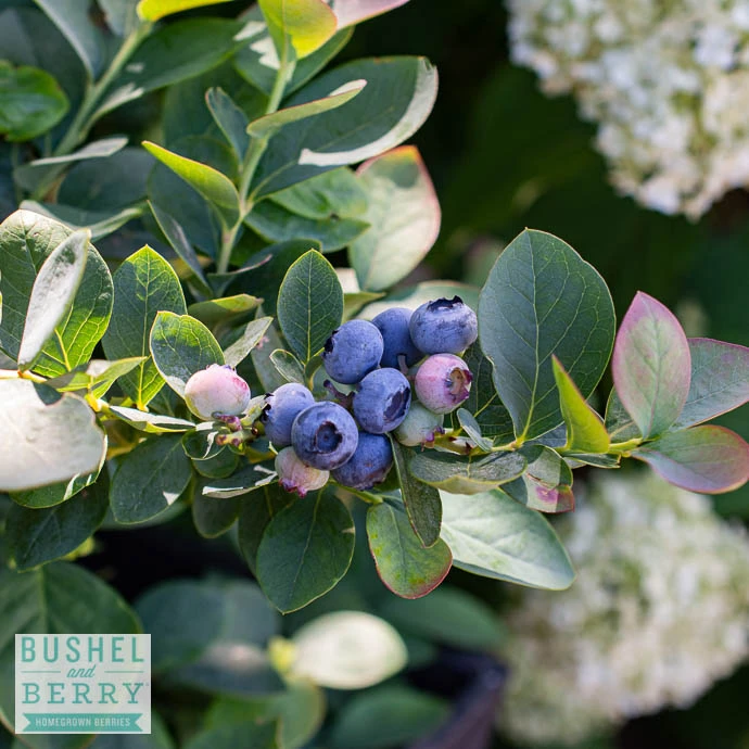 Edible #2 Vaccinium Cory Bushel And Berry 'Silver Dollar'/ Blueberry Native (TN) 2 Edible #2 Vaccinium Cory Bushel And Berry 'Silver Dollar'/ Blueberry Native (TN) - Image 2