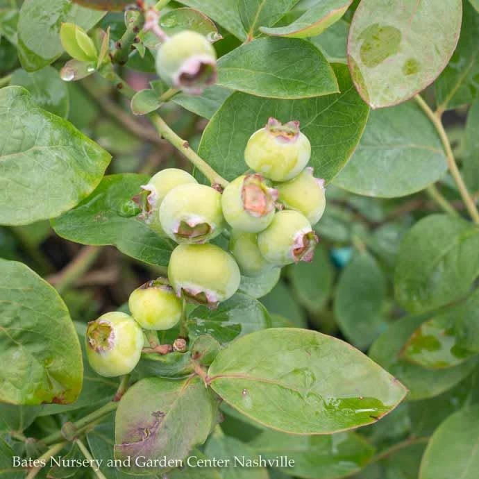Edible #2 Vaccinium Cory Bushel And Berry 'Silver Dollar'/ Blueberry Native (TN) 1 Edible #2 Vaccinium Cory Bushel And Berry 'Silver Dollar'/ Blueberry Native (TN)