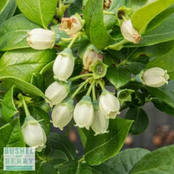 Edible #2 Vaccinium X Bushel And Berry 'Jelly Bean'/ Dwarf Highbush Blueberry -Cheap Sapling Pulse Store edible 2 vaccinium x bushel and berry jelly bean d 2