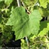 Edible #2 Vitis Rotund Jumbo/ Black Muscadine Grape Native (TN)