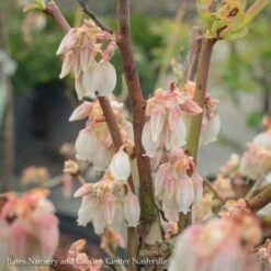Edible #3 Vaccinium Ashei Woodard/ Rabbiteye Blueberry Native (TN)