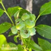 Edible #3 Vaccinium Cory Bluecrop/ Northern Highbush Blueberry Native (TN)