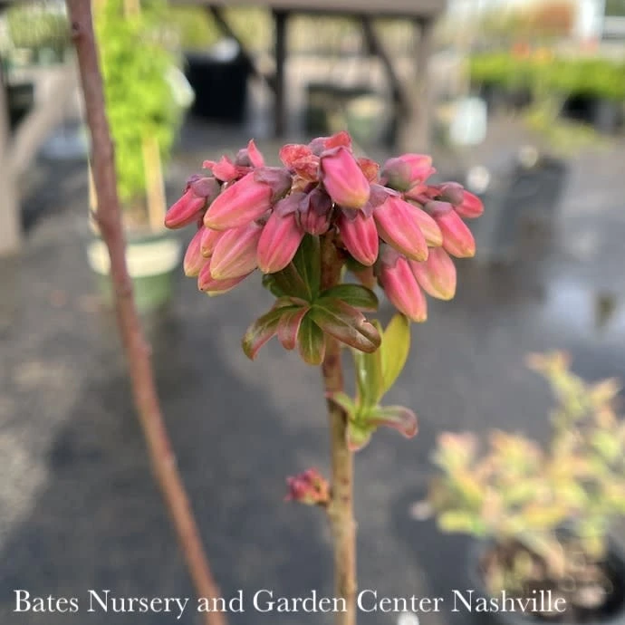 Edible #3 Vaccinium Cory Blueray/ Highbush Blueberry Native (TN) 1 Edible #3 Vaccinium Cory Blueray/ Highbush Blueberry Native (TN)