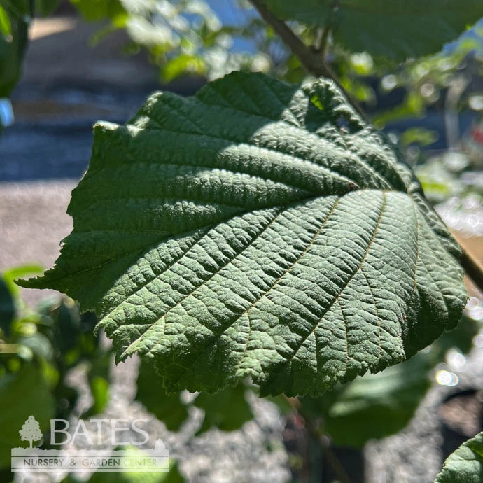 Edible #5 Corylus Av Theta/ Hazelnut 1 Edible #5 Corylus Av Theta/ Hazelnut
