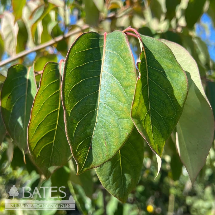 Edible #5 Diospyros Virginiana/ Common Persimmon Native (TN) 2 Edible #5 Diospyros Virginiana/ Common Persimmon Native (TN) - Image 2