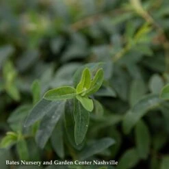 QP Hypericum Calycinum/ St. John's Wort -Cheap Sapling Pulse Store qp hypericum calycinum st johns wort 1