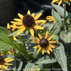 QP Rudbeckia Ful PW Little Goldstar/ Black-Eyed Susan Native (R)