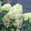 Topiary #10 PT Hydrangea Pan PW Little Lime/ Panicle White Patio Tree