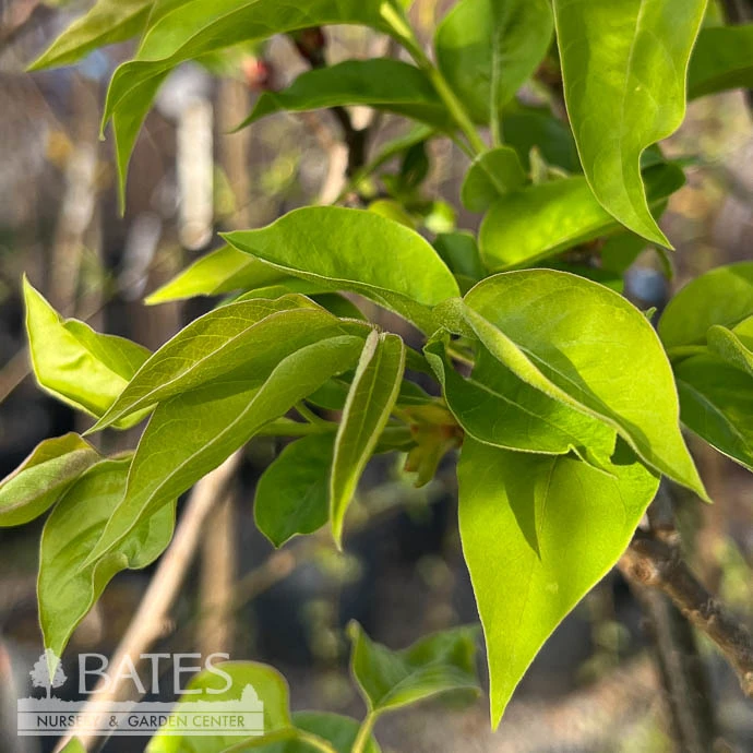 Topiary #15PT Syringa Ivory Silk/ Lilac Patio Tree 1 Topiary #15PT Syringa Ivory Silk/ Lilac Patio Tree