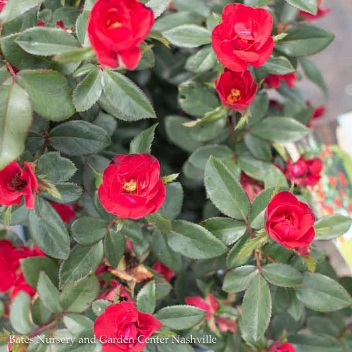 Topiary #2 PT Rosa Petite Knock Out/ Red Miniature Shrub Rose Patio Tree - No Warranty 2 Topiary #2 PT Rosa Petite Knock Out/ Red Miniature Shrub Rose Patio Tree - No Warranty - Image 2