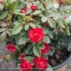 Topiary #2 PT Rosa Petite Knock Out/ Red Miniature Shrub Rose Patio Tree - No Warranty