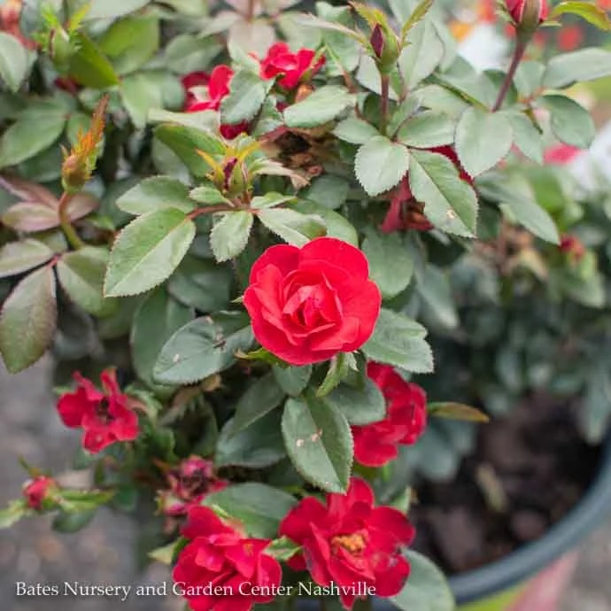 Topiary #2 PT Rosa Petite Knock Out/ Red Miniature Shrub Rose Patio Tree - No Warranty 1 Topiary #2 PT Rosa Petite Knock Out/ Red Miniature Shrub Rose Patio Tree - No Warranty