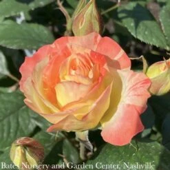 Cheap Sapling Pulse Store -Cheap Sapling Pulse Store topiary 3 pt 24 rosa chihuly yellow red floribunda 1