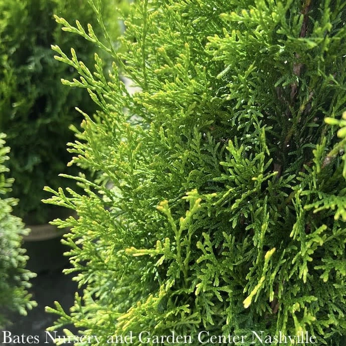 Topiary #3 Thuja Occ Smaragd 'Emerald Green'/ Arborvitae Mini Flower - No Warranty 1 Topiary #3 Thuja Occ Smaragd 'Emerald Green'/ Arborvitae Mini Flower - No Warranty