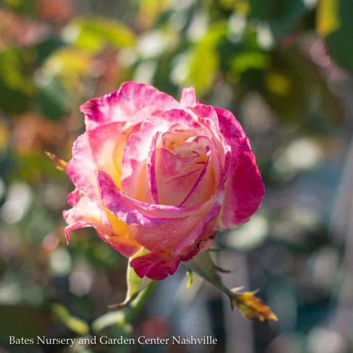 Topiary #5 36" PT Rosa Double Delight/ Red And Cream Hybrid Tea Rose Patio Tree - No Warranty 2 Topiary #5 36" PT Rosa Double Delight/ Red And Cream Hybrid Tea Rose Patio Tree - No Warranty - Image 2