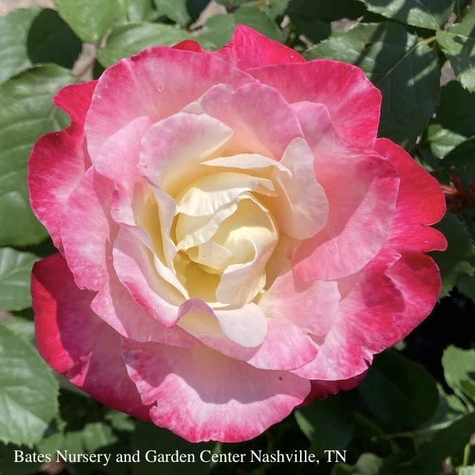 Topiary #5 36" PT Rosa Double Delight/ Red And Cream Hybrid Tea Rose Patio Tree - No Warranty 3 Topiary #5 36" PT Rosa Double Delight/ Red And Cream Hybrid Tea Rose Patio Tree - No Warranty - Image 3