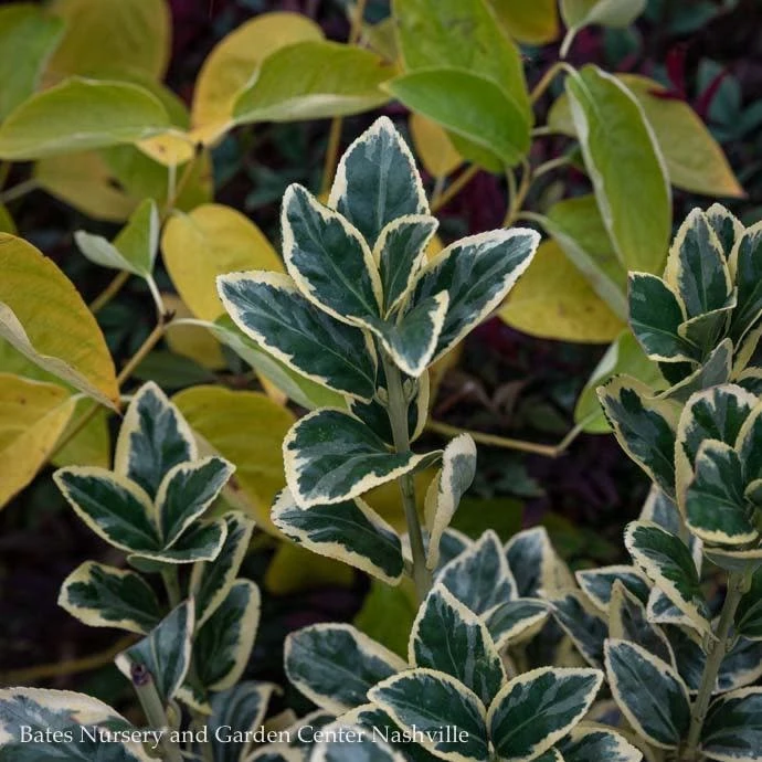 Topiary #5 CONE Euonymus Japonica Silver King/ Variegated 2 Topiary #5 CONE Euonymus Japonica Silver King/ Variegated - Image 2