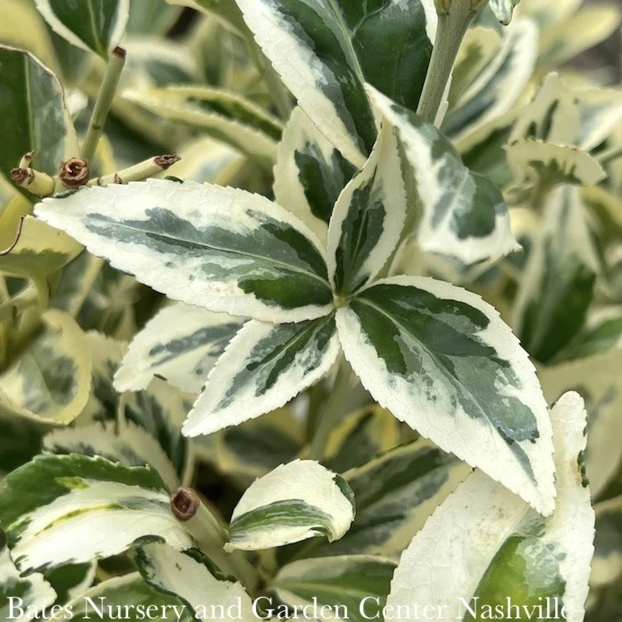 Topiary #5 CONE Euonymus Japonica Silver King/ Variegated 1 Topiary #5 CONE Euonymus Japonica Silver King/ Variegated