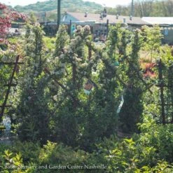 Topiary #5 ESP Pyracantha Aug Yukon Belle/ Firethorn Diamond Espalier