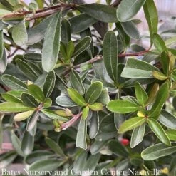 Cheap Sapling Pulse Store 11 Topiary #5 ESP Pyracantha Koid Victory/Firethorn