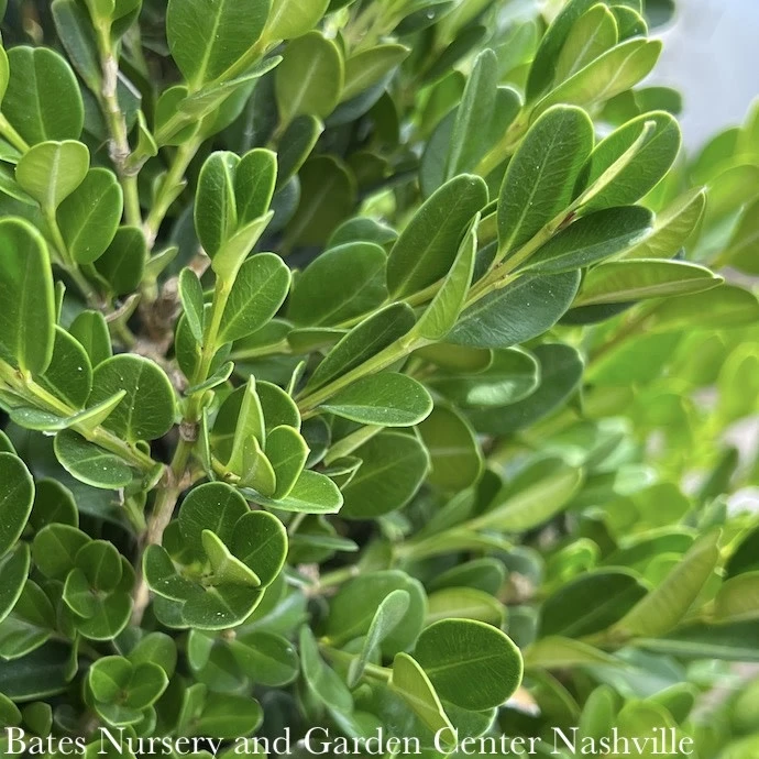 Topiary #5 GLOBE Buxus Micro Var Japonica Winter Gem/ Boxwood 1 Topiary #5 GLOBE Buxus Micro Var Japonica Winter Gem/ Boxwood