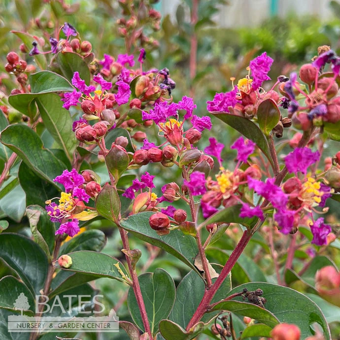 Topiary #5 PT Lagerstroemia X Summerlasting 'Plum'/ Purple Dwarf Crape Myrtle Patio Tree 1 Topiary #5 PT Lagerstroemia X Summerlasting 'Plum'/ Purple Dwarf Crape Myrtle Patio Tree