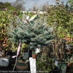 Topiary #5 PT Picea Pun Globosa/ Dwarf Globe Blue Spruce Patio Tree -Cheap Sapling Pulse Store topiary 5 pt picea pun globosa dwarf globe blue sp 2