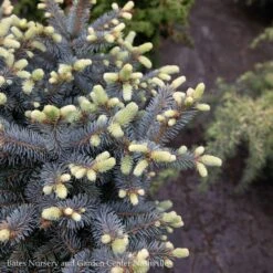 Topiary #5 PT Picea Pun Globosa/ Dwarf Globe Blue Spruce Patio Tree