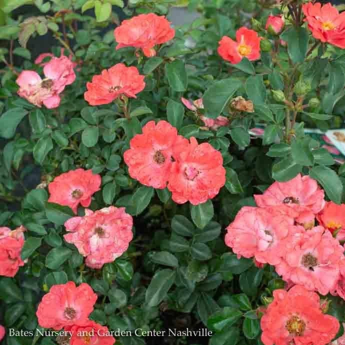 Topiary #5 PT Rosa Coral Drift/ Shrub Rose Patio Tree - No Warranty 1 Topiary #5 PT Rosa Coral Drift/ Shrub Rose Patio Tree - No Warranty