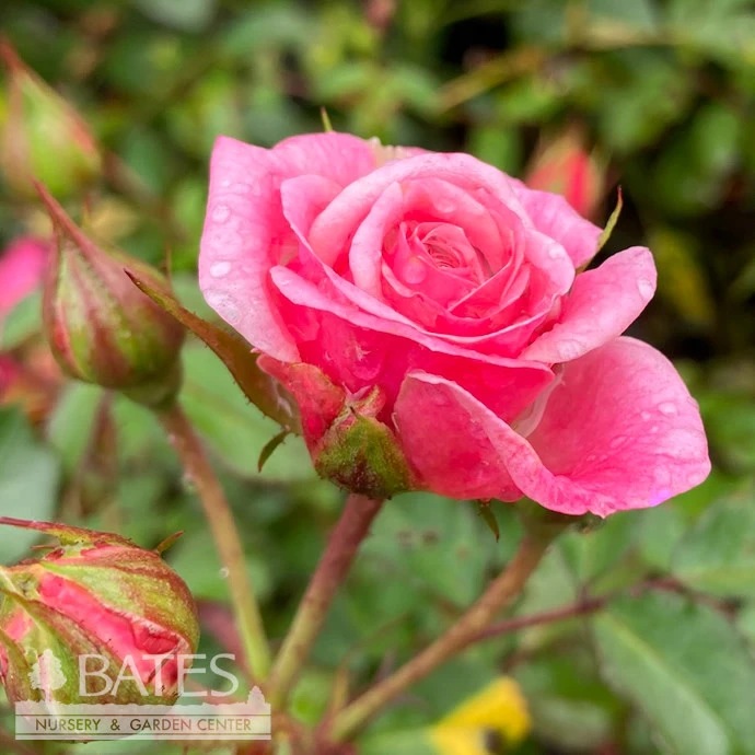 Topiary #5 PT Rosa Sweet Drift/ Shrub Rose Patio Tree - No Warranty 2 Topiary #5 PT Rosa Sweet Drift/ Shrub Rose Patio Tree - No Warranty - Image 2