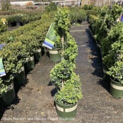 Topiary #5 SPIRAL Buxus X Green Mountain/ Boxwood 7 Topiary #5 SPIRAL Buxus X Green Mountain/ Boxwood -Cheap Sapling Pulse Store topiary 5 spiral buxus x green mountain boxwood 3