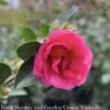 Topiary #5 TRELLIS Camellia Sas Kanjiro/ Cerise Pink Semi-Double - No Warranty