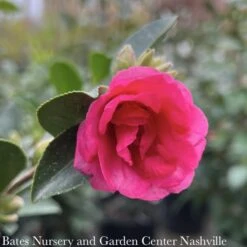Topiary #5 TRELLIS Camellia Sas Kanjiro/ Cerise Pink Semi-Double - No Warranty