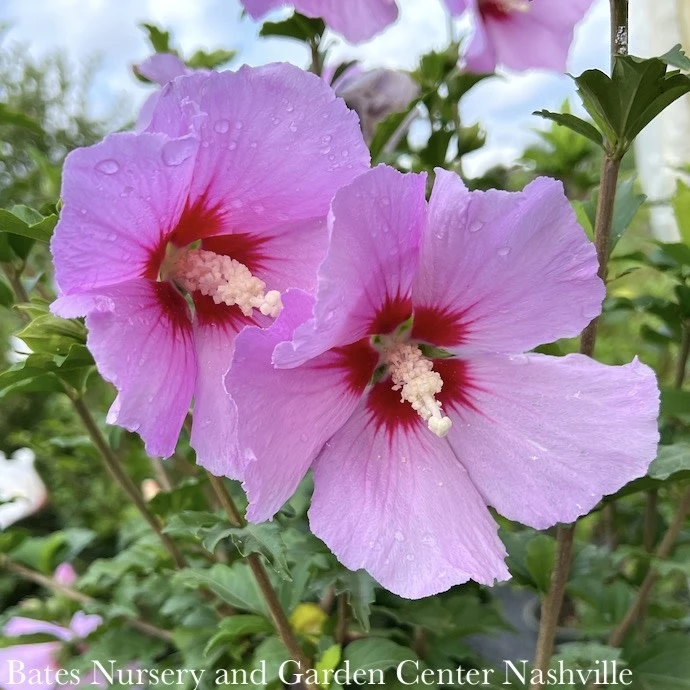 Topiary #5PT Hibiscus Syr Minerva/ Lavender Rose Of Sharon/ Althea Patio Tree 1 Topiary #5PT Hibiscus Syr Minerva/ Lavender Rose Of Sharon/ Althea Patio Tree