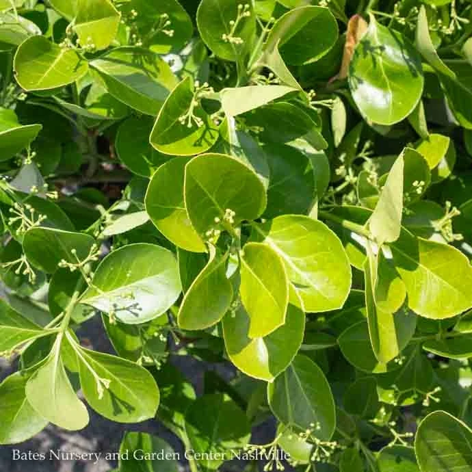 Topiary #7 ESP Euonymus Kiat Manhattan/ Espalier 2 Topiary #7 ESP Euonymus Kiat Manhattan/ Espalier - Image 2